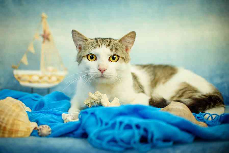 Koťata - kluci, holky všechny barvy k adopci - foto 6