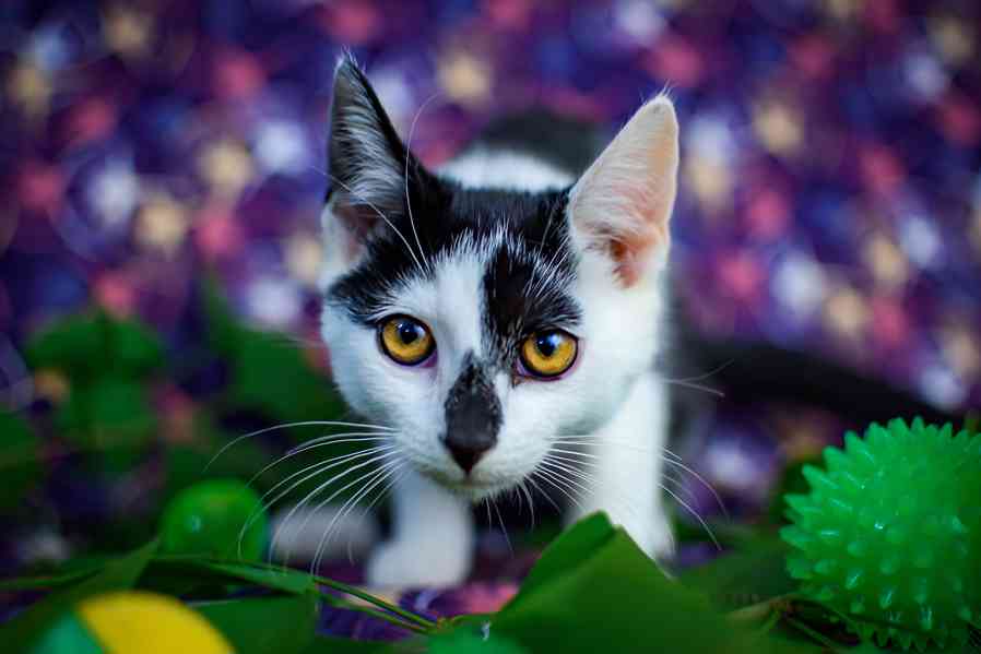 Koťata - kluci, holky všechny barvy k adopci - foto 8