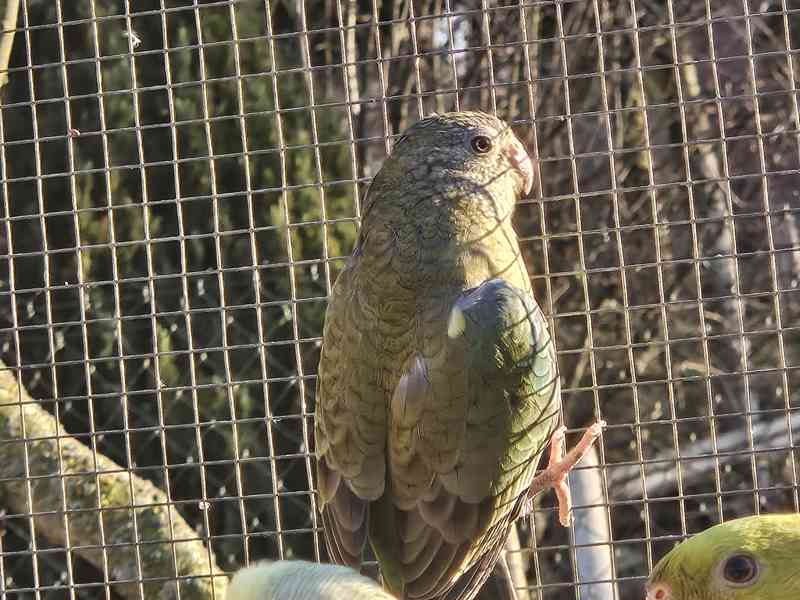 Papoušek zpěvavý  - foto 2