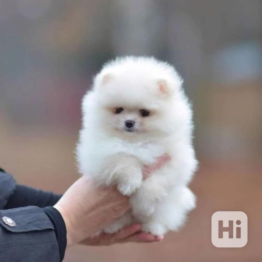 štěňata pomeranianů na dárek - foto 1