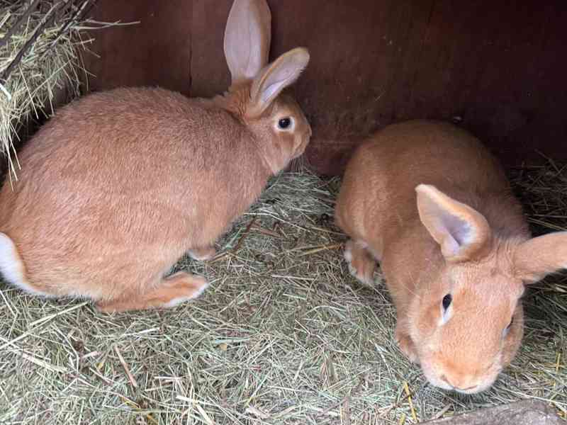 Burgundský králík (již jen samice) - foto 2