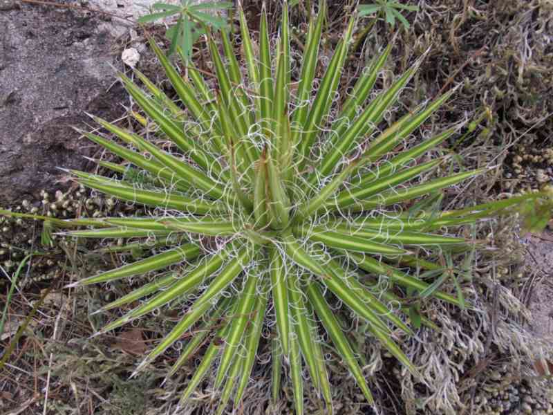 Agave multifilifera - semena