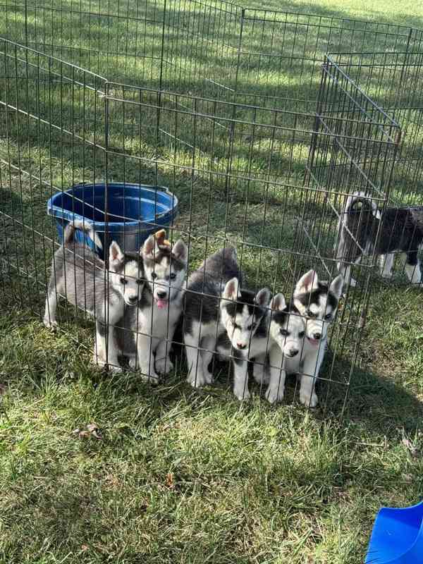 Sibiřský husky štěňata fenka - foto 5