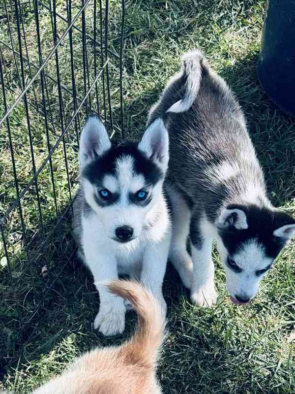 Sibiřský husky štěňata fenka - foto 4