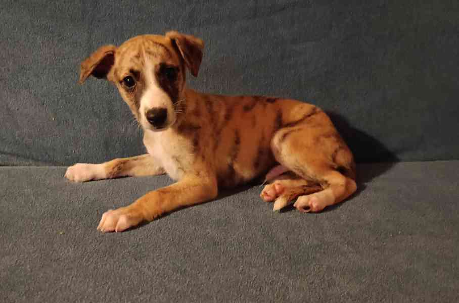 Whippet /Vipet/ - štěňata bez pp - foto 2