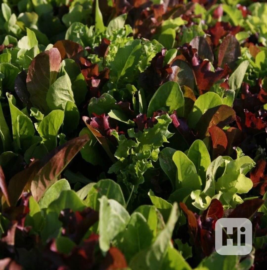 semena salát Směs k řezu mladých listů - foto 1