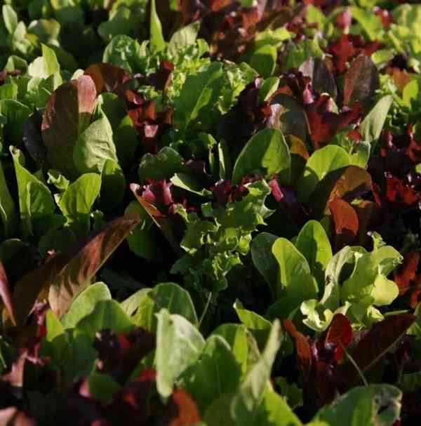 semena salát Směs k řezu mladých listů