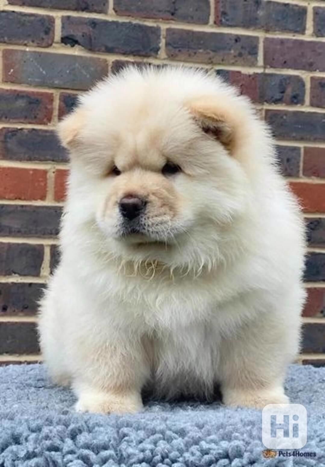 Štěňata plemene Chow Chow jsou ihned k dispozici. - foto 1