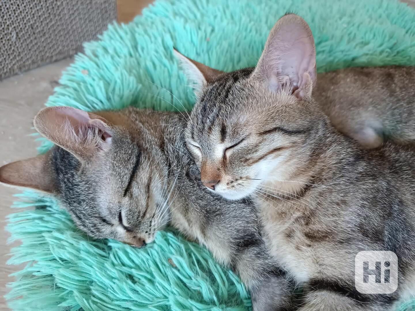 KÁJA a BÁJA - kastrované kočičky 1rok - foto 1