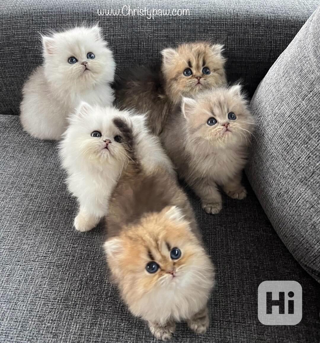 🌸 Elegantní perská kočka a kotě k dispozici 🌸 - foto 1