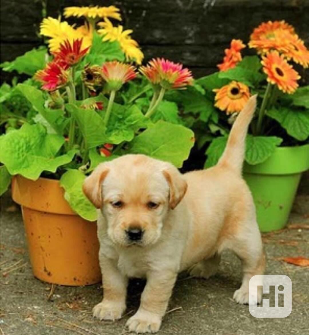 štěňata labradora k dárku - foto 1