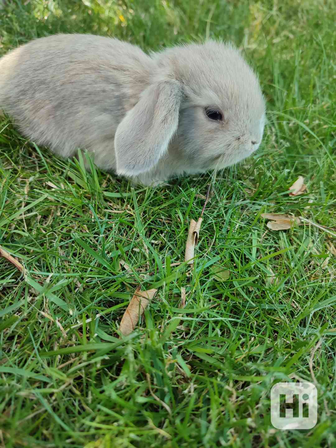 zakrslý králíček beránek - foto 1