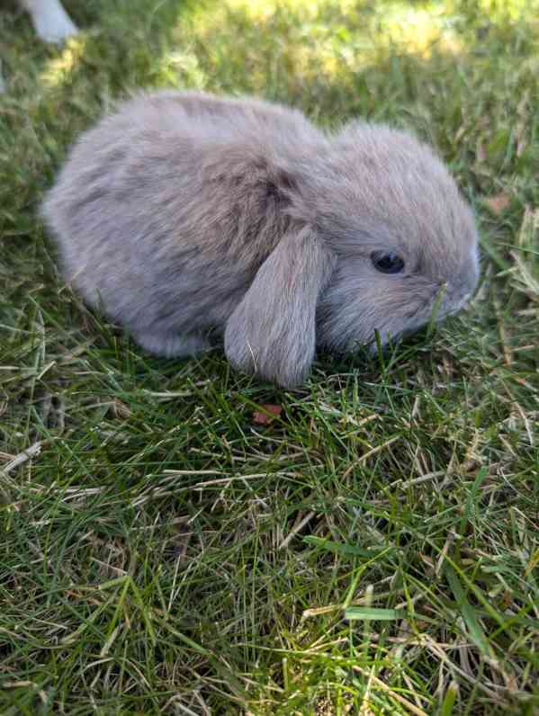 zakrslý králíček beránek - foto 2