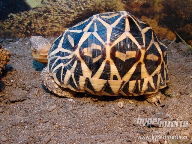 ŽELVA HVĚZDNATÁ - Geochelone elegans - foto 1
