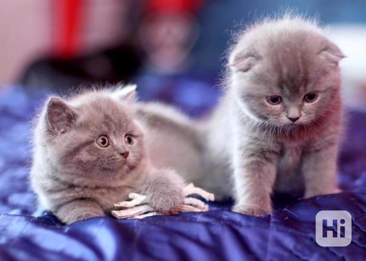 Koťata britské krátkosrsté šelmy - foto 1