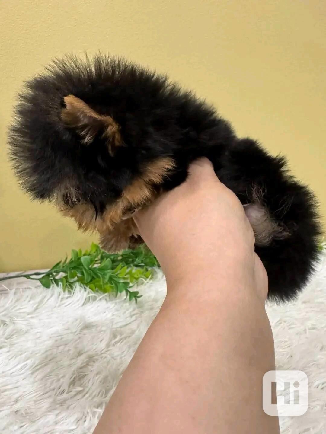 štěňata pudla k adopci - foto 1