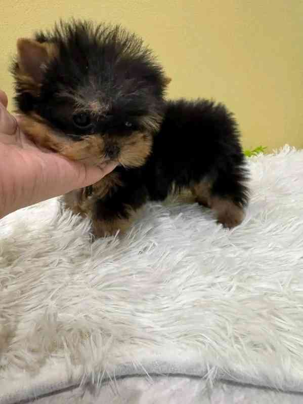 štěňata pudla k adopci - foto 3