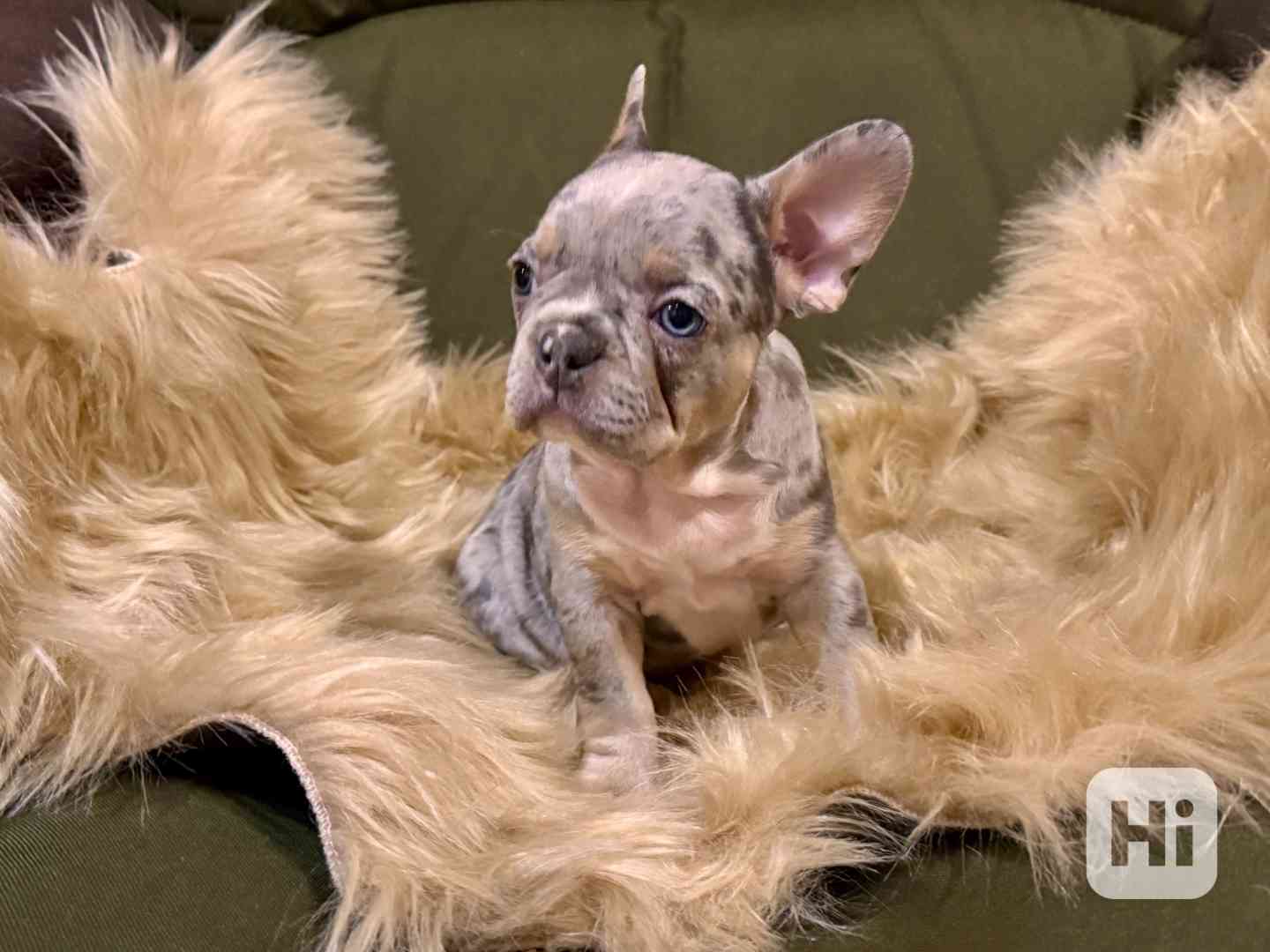 Francouzský buldoček - foto 1