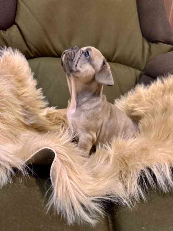 Francouzský buldoček - foto 3