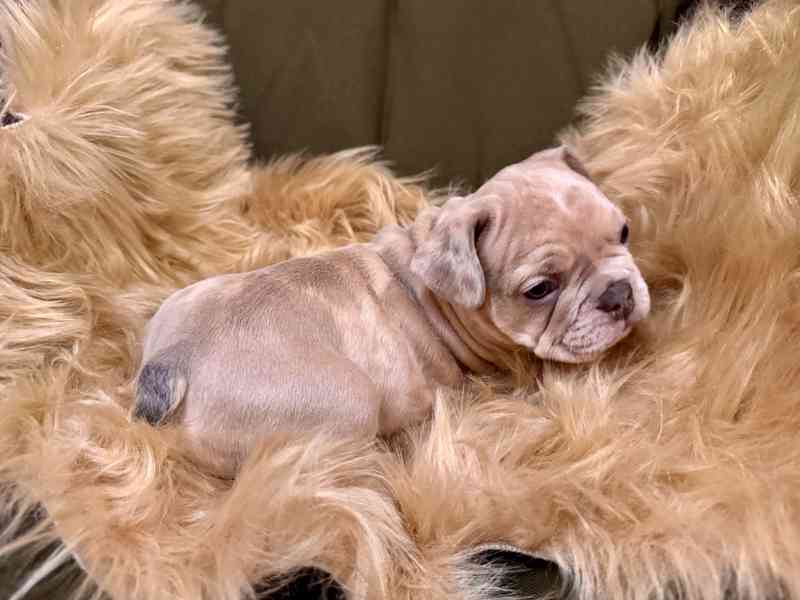 Francouzský buldoček - foto 5