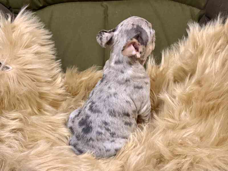 Francouzský buldoček - foto 2