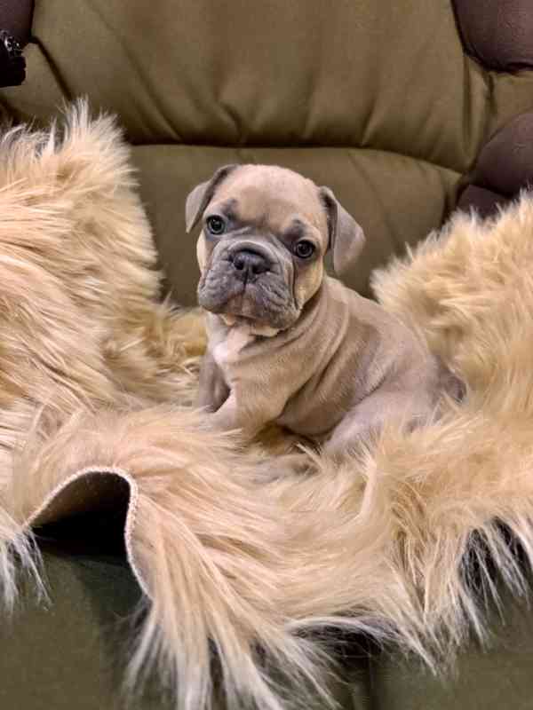 Francouzský buldoček - foto 4