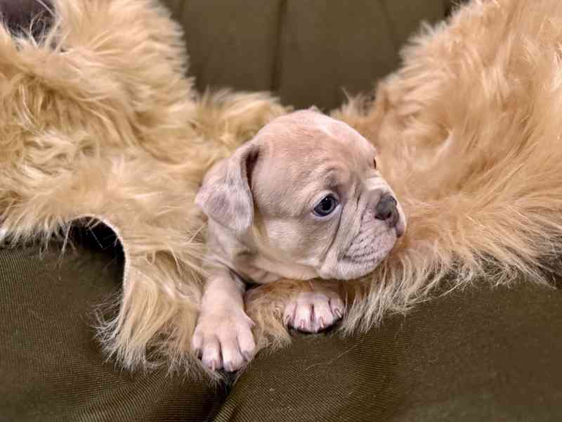 Francouzský buldoček - foto 6