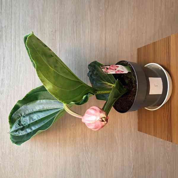Medinilla Magnifica Flamenco - foto 2