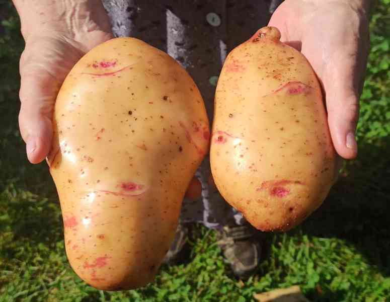 Moon River textilní květináč na brambory černý objem 33 l  - foto 6