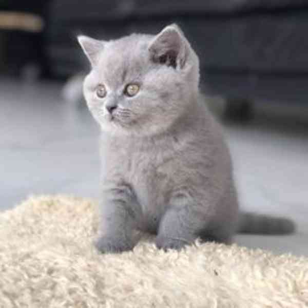 kitten - foto 2
