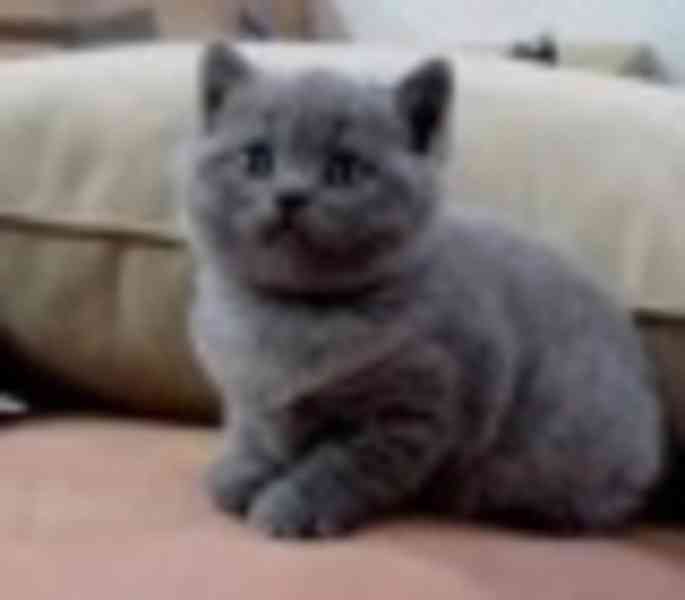 kitten