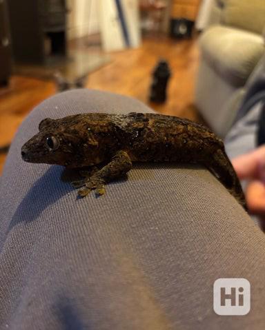 Samec mechového gekona  - foto 1