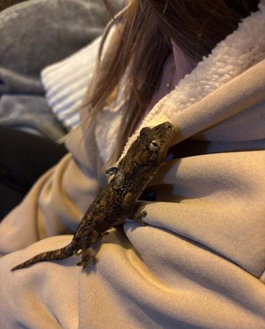 Samec mechového gekona  - foto 5