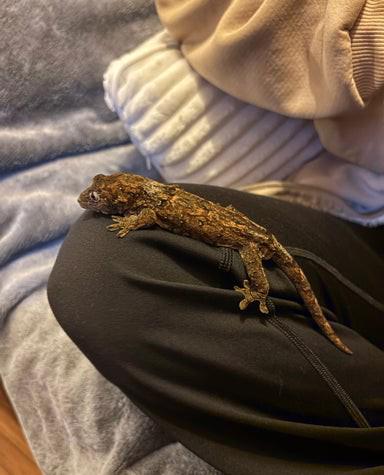 Samec mechového gekona  - foto 4