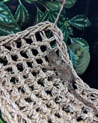 Samec mechového gekona  - foto 2