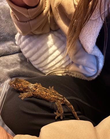 Samec mechového gekona  - foto 3