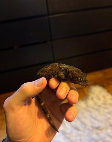 Samec mechového gekona  - foto 7