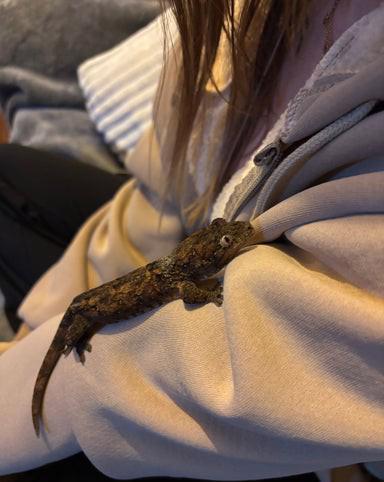 Samec mechového gekona  - foto 6