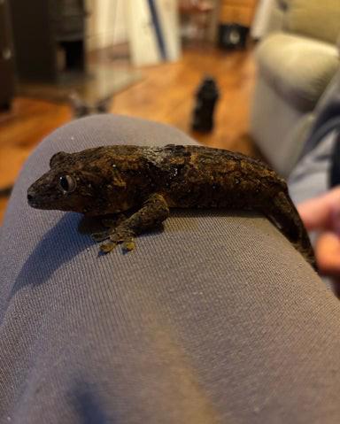 Samec mechového gekona  - foto 1