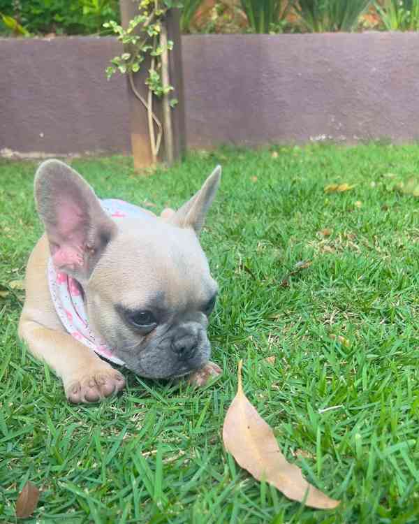 Zdravá, rozkošná štěňata francouzského buldočka