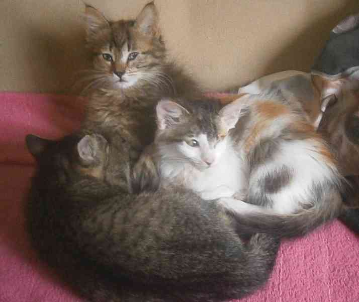 Dlouhosrstá světlá 3barevná Lucinka, 3měsíční kočička - foto 6