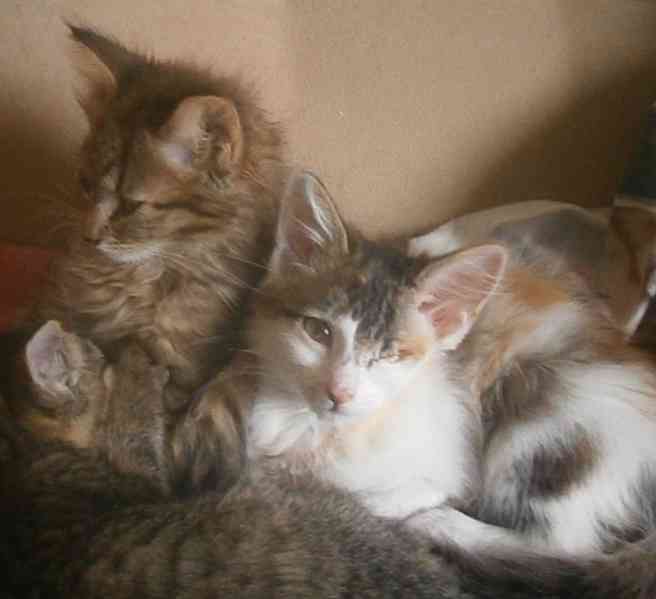 Dlouhosrstá světlá 3barevná Lucinka, 3měsíční kočička - foto 7