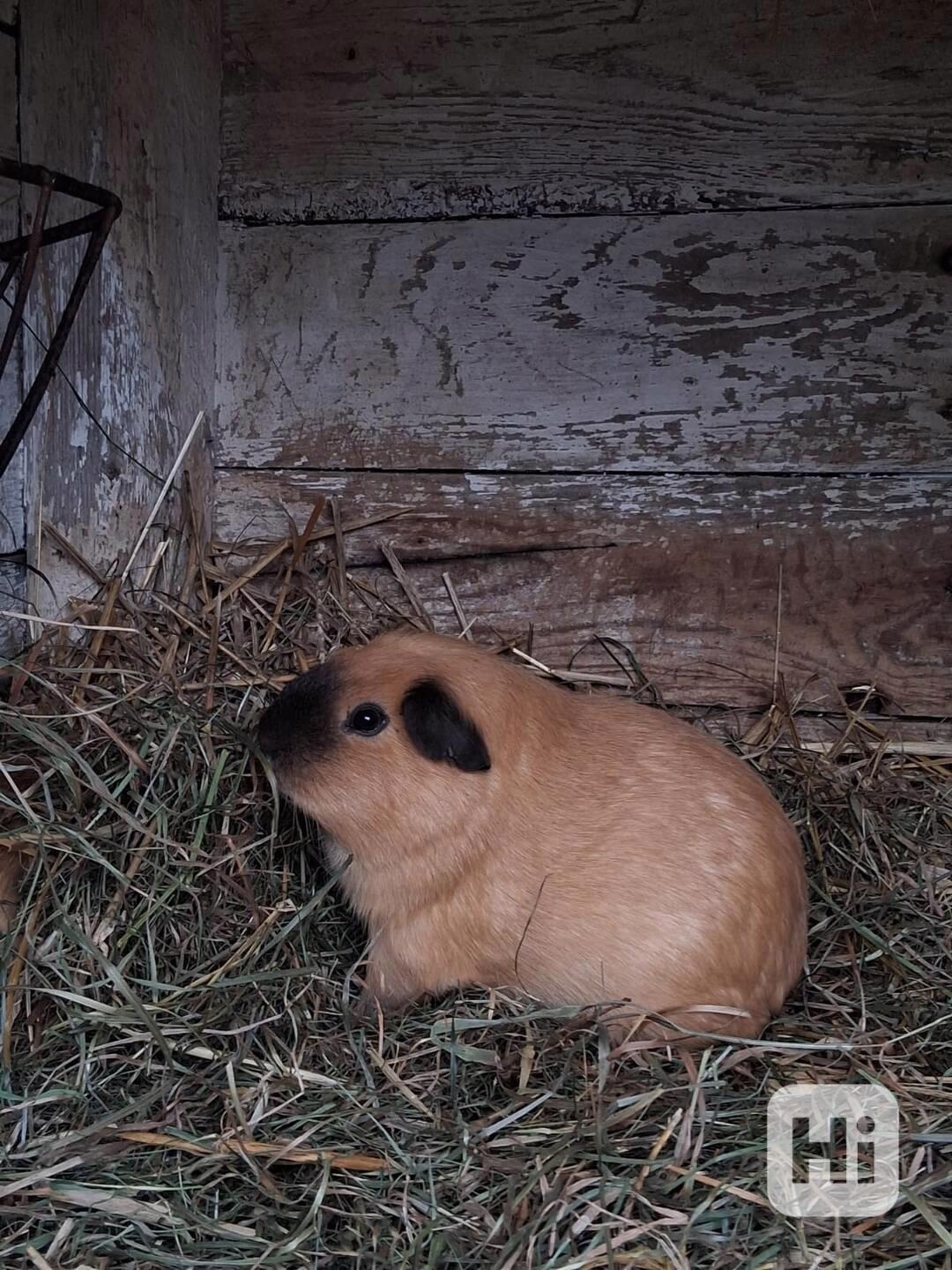Morče  - foto 1