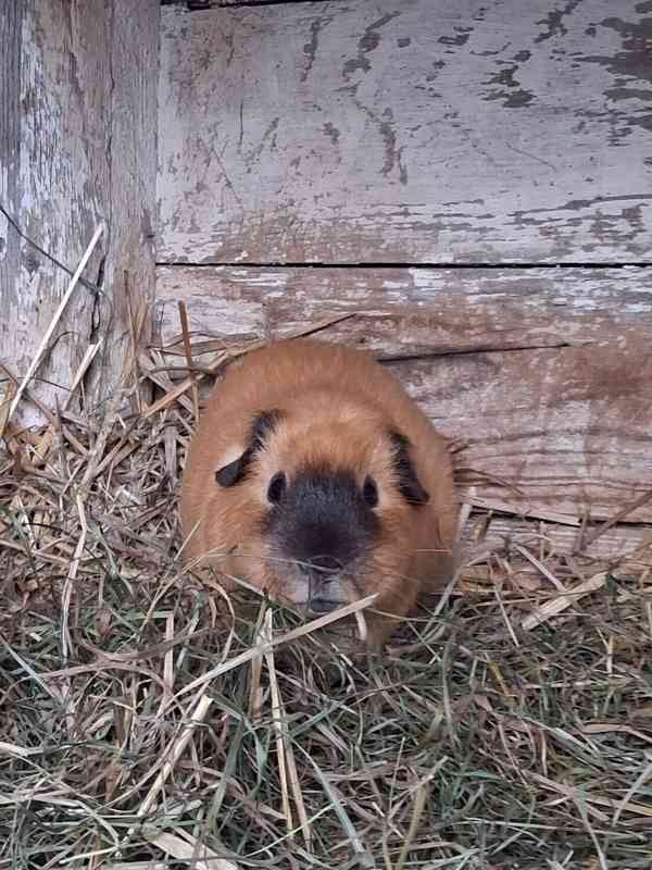 Morče  - foto 2
