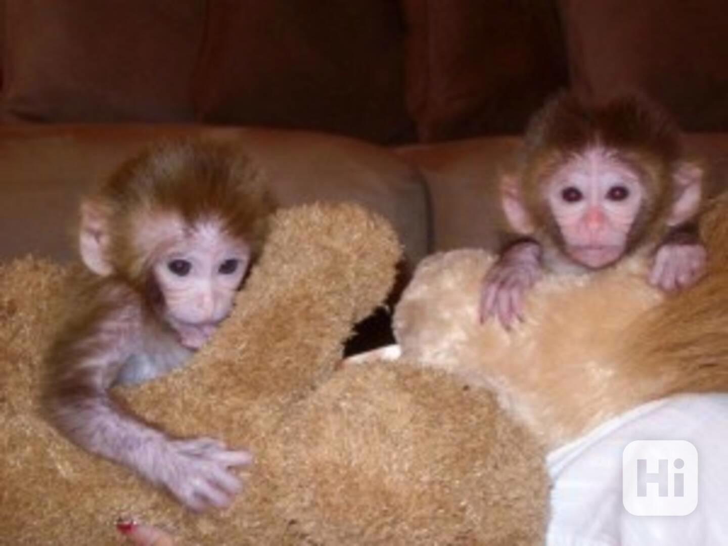 dobře vycvičené kapucínské opice k adopci - foto 1