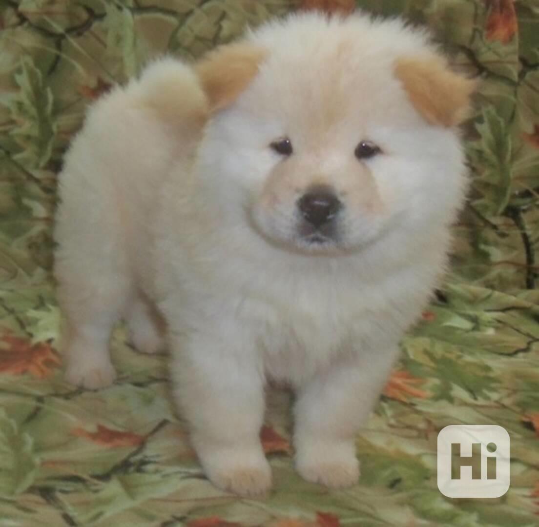 Zdravá štěňata chow-chow - foto 1
