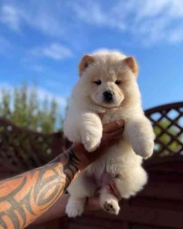 Zdravá štěňata chow-chow - foto 2