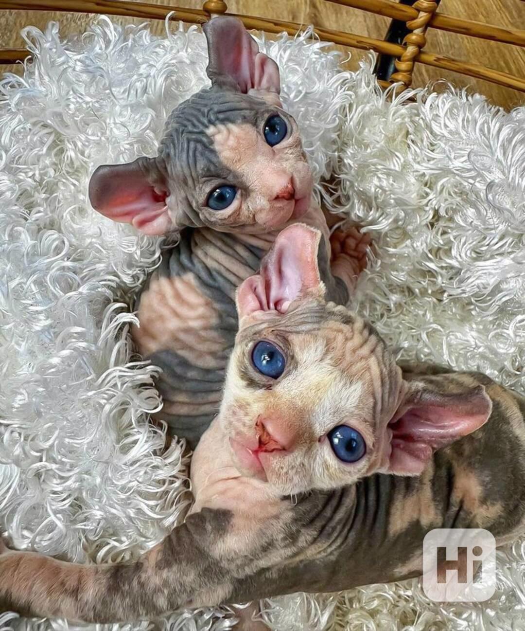 Kanadský sphynx - foto 1