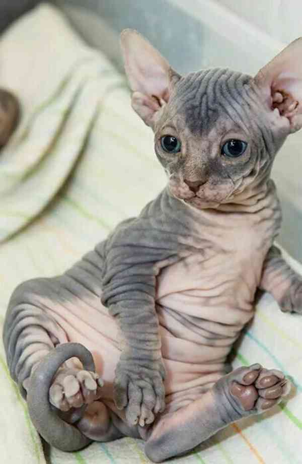 Kanadský sphynx - foto 2