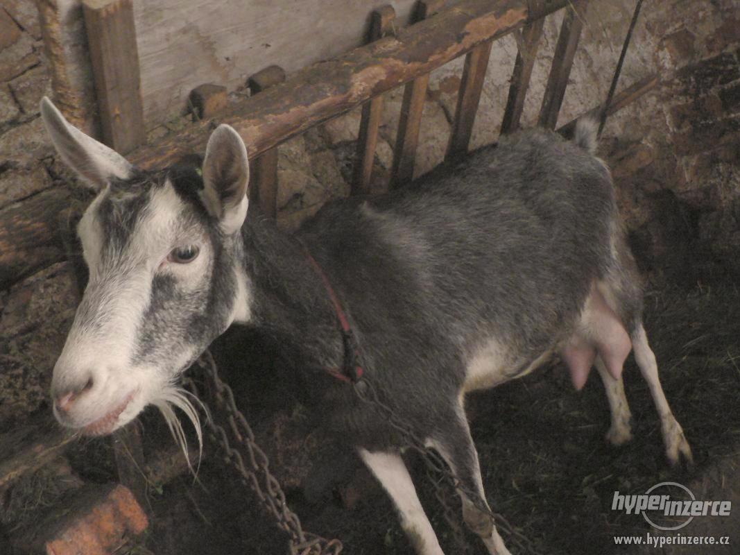 Prodám kozu - foto 1